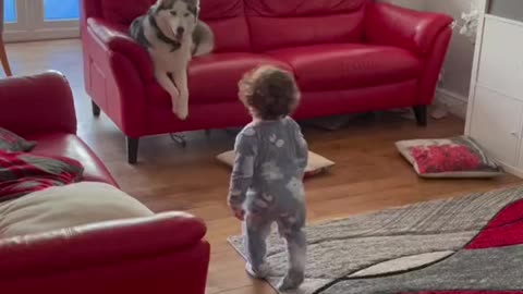 Baby Play with Husky 😍