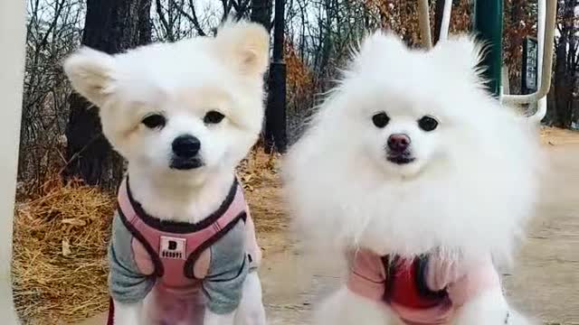 Puppies playng swing