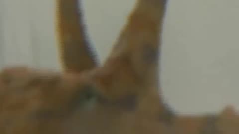 Wildlife