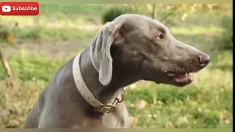 Funny dogs videos
