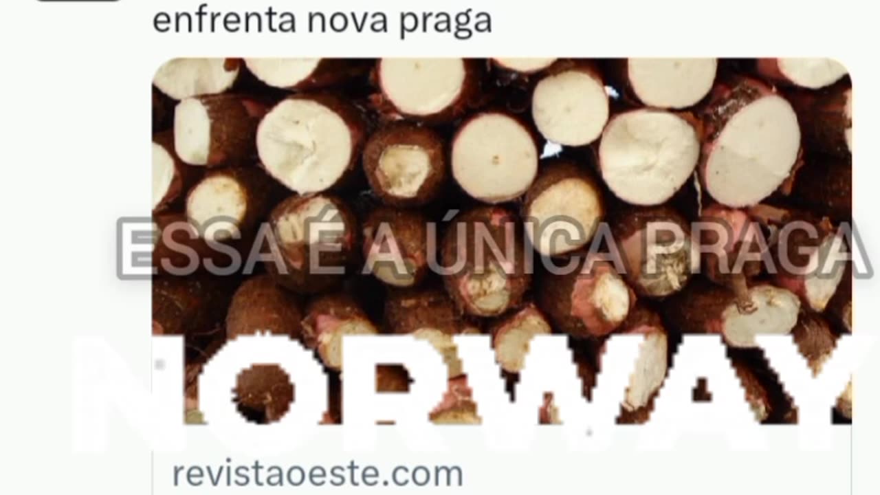 Produção de mandioca no Amapá enfrenta nova praga: Noruega a praga.