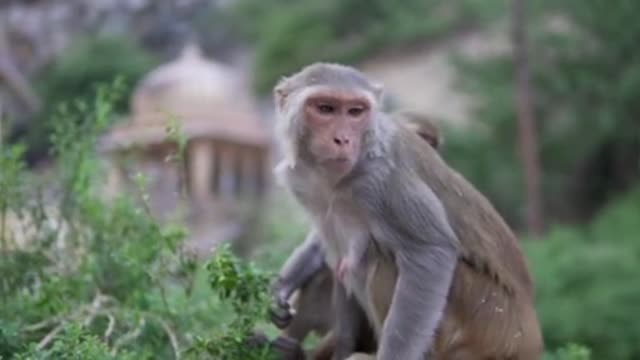 Monkeys and bear monkeys playing on the trees