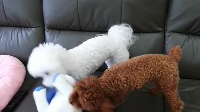 Dog playing with a doll