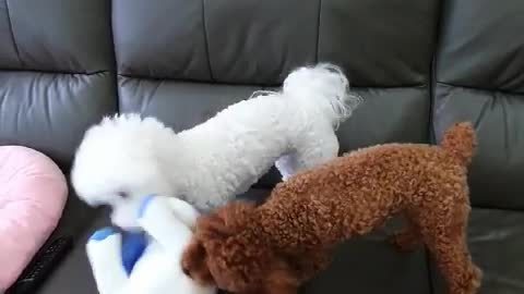 Dog playing with a doll