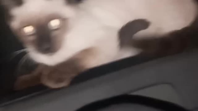 Buttiful cat