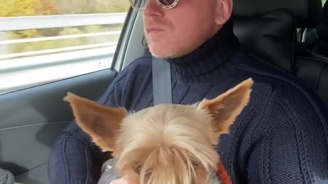 Car ride with Yorkshire terrier