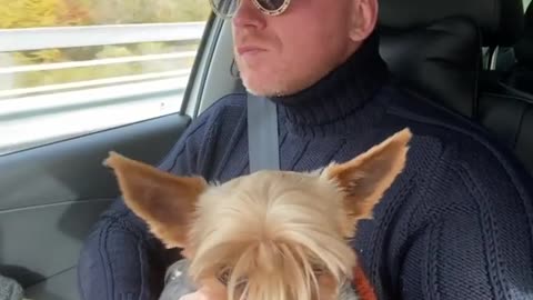 Car ride with Yorkshire terrier