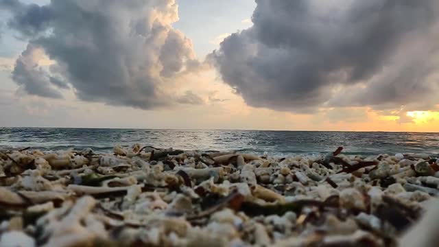 Hermit Crabs - The Ocean - Beautiful Time-Lapse