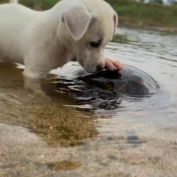 Dog vs Sea turtle