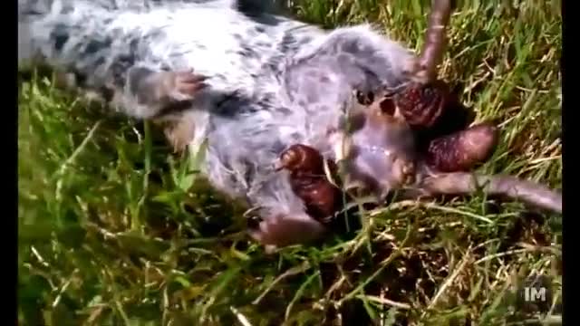 Maggots botfly on animals