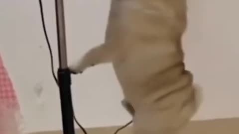 Funny dog video