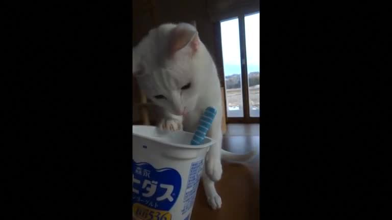 Clever cat uses spoon to eat yogurt