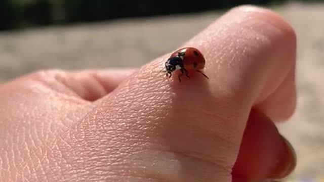 Ladybug on iphone XR