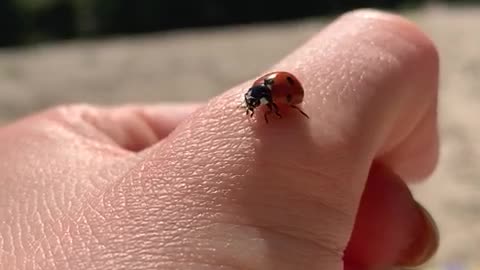 Ladybug on iphone XR