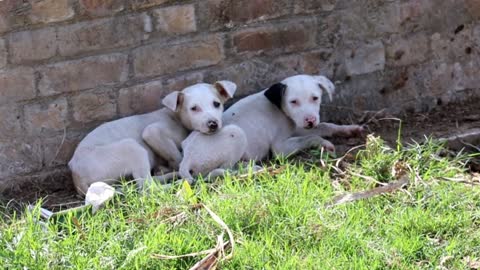 The Puppies show, 3 cute puppies