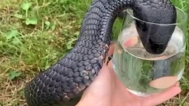 The snake is drinking water