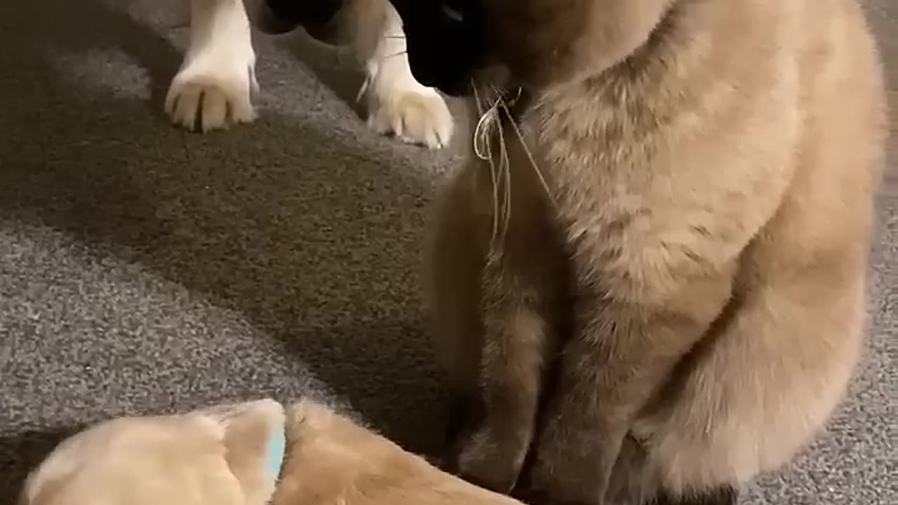 Cat comforts crying puppy while mom takes a break