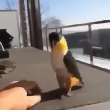 parrot dancing lezginka