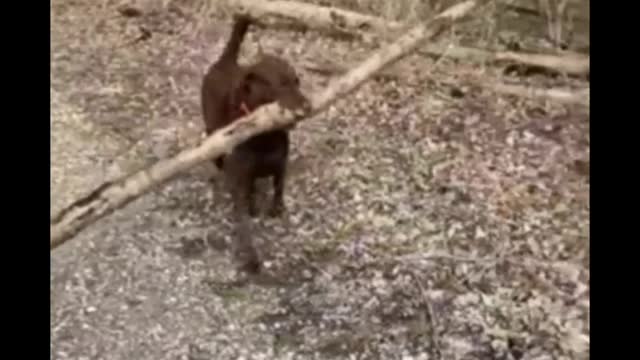 Dog funny video ll #shorts ll animal video