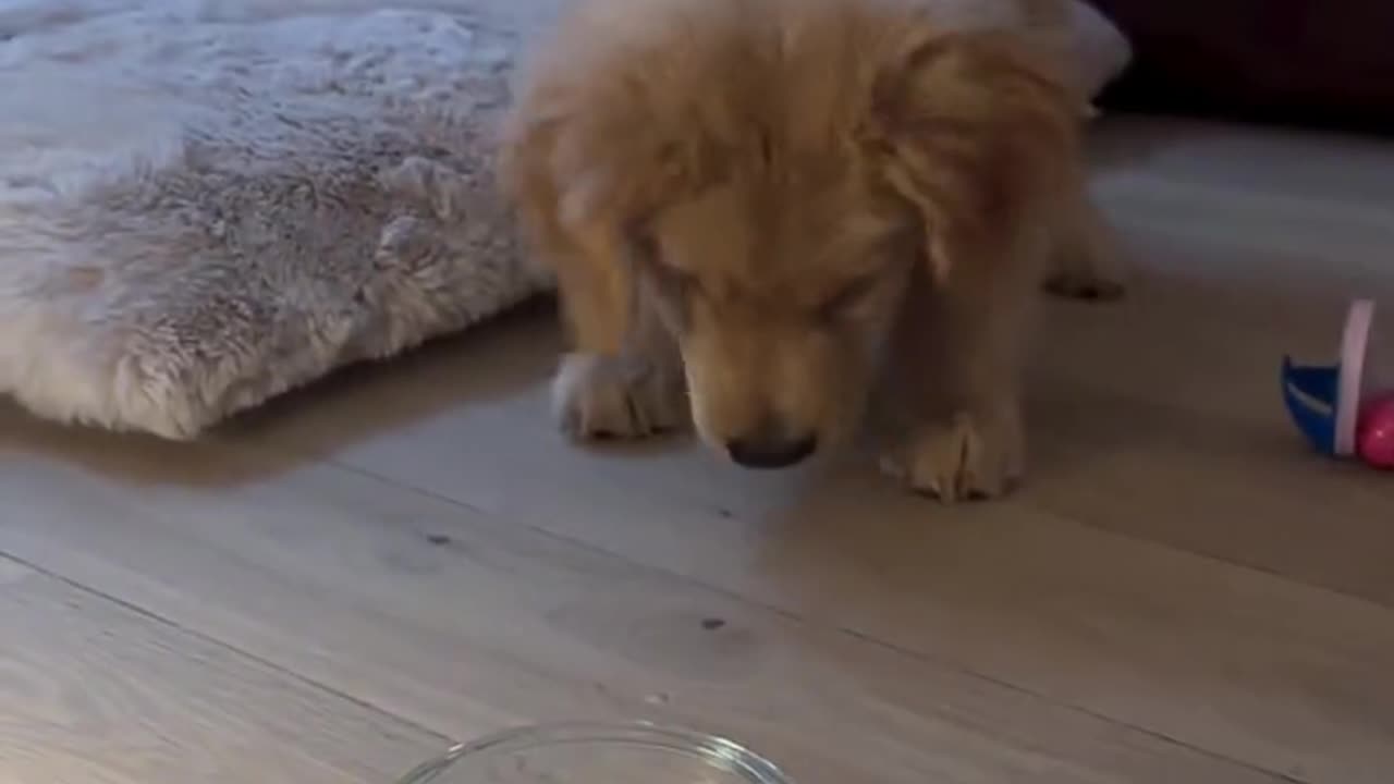 Puppy and water