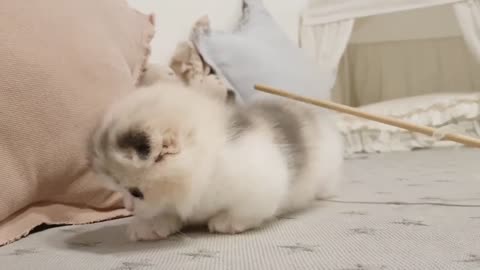 Cute Cat Don't You Think !
