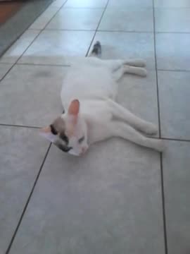 2014 - Pitinha Branca fazendo manha no corredor