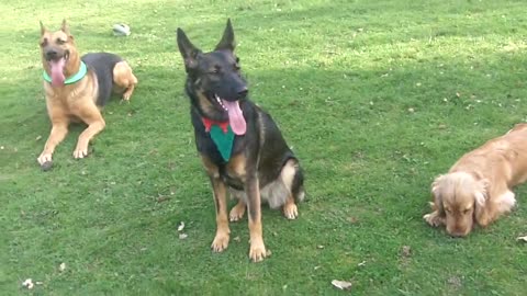 Cocker plays with two lovely German Shepherd dogs