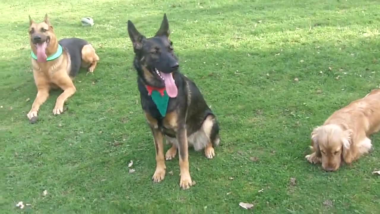 Cocker plays with two lovely German Shepherd dogs