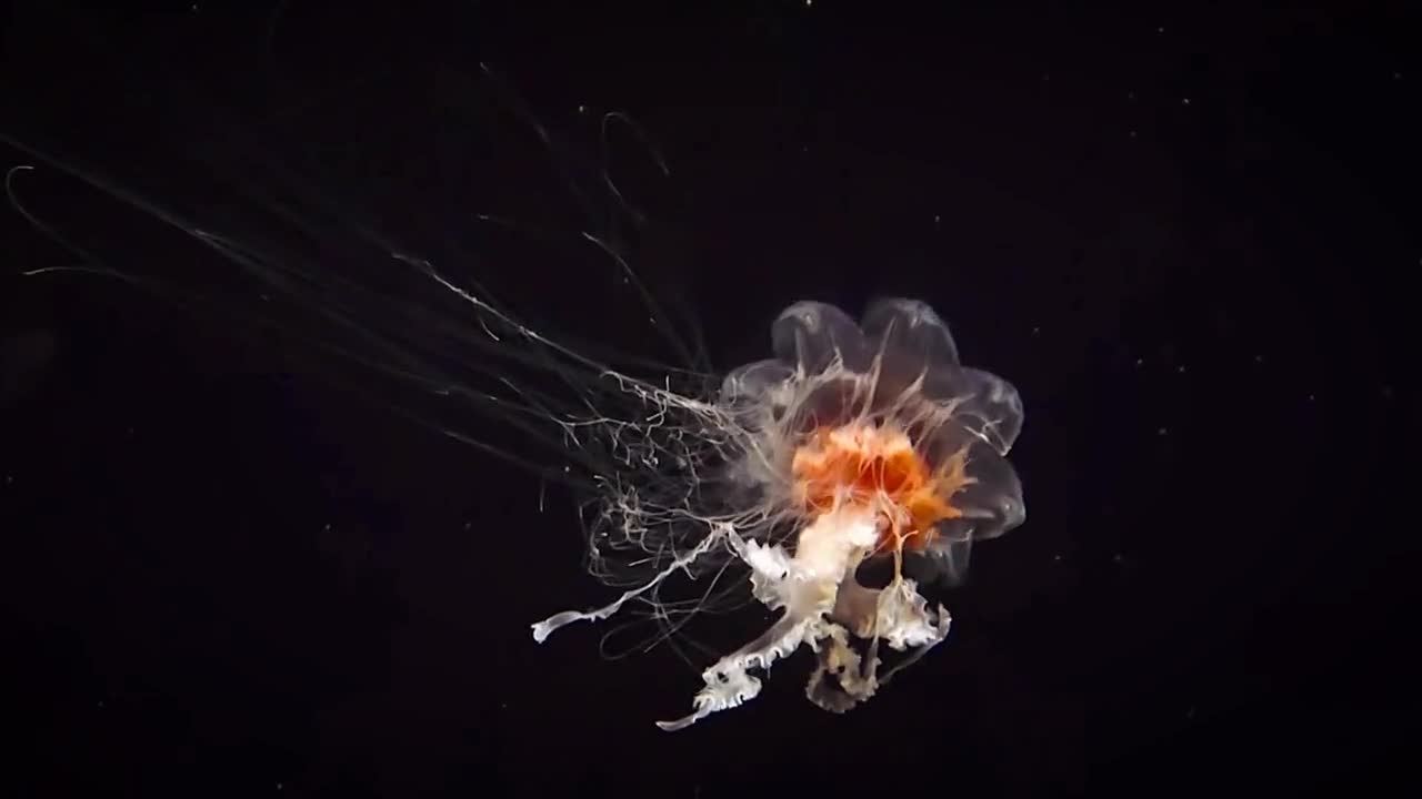 Let's go catch jellyfish together