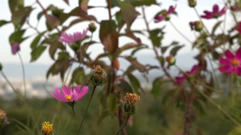 Beautiful flowers in autumn 6