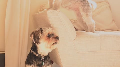 Pet Dogs Inside the House