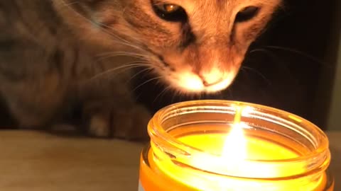 Curious Kitty Discovers Her First Candle