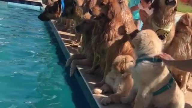 Chien fai leur pecine