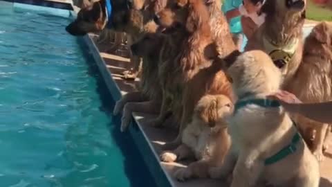 Chien fai leur pecine
