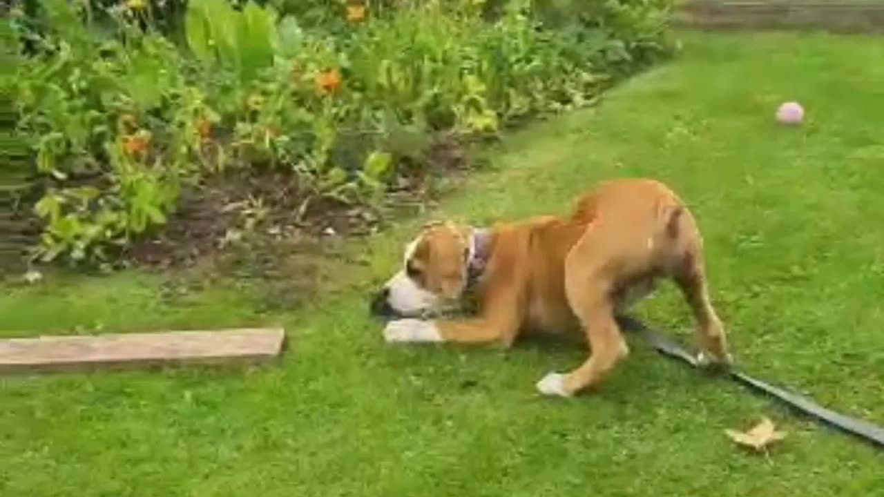 Amstaff puppy playing with branches 🐶🦴🐶