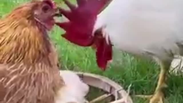 Funny Animal Videos rooster : is that my son?!🥴🥴