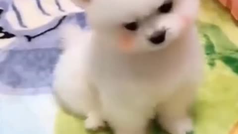 This Compilation Of Funny Dog Videos💗