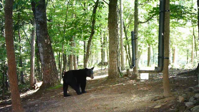 The Woods - 07/29/2021 Bear