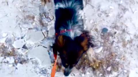 My dog always enjoys the snow .