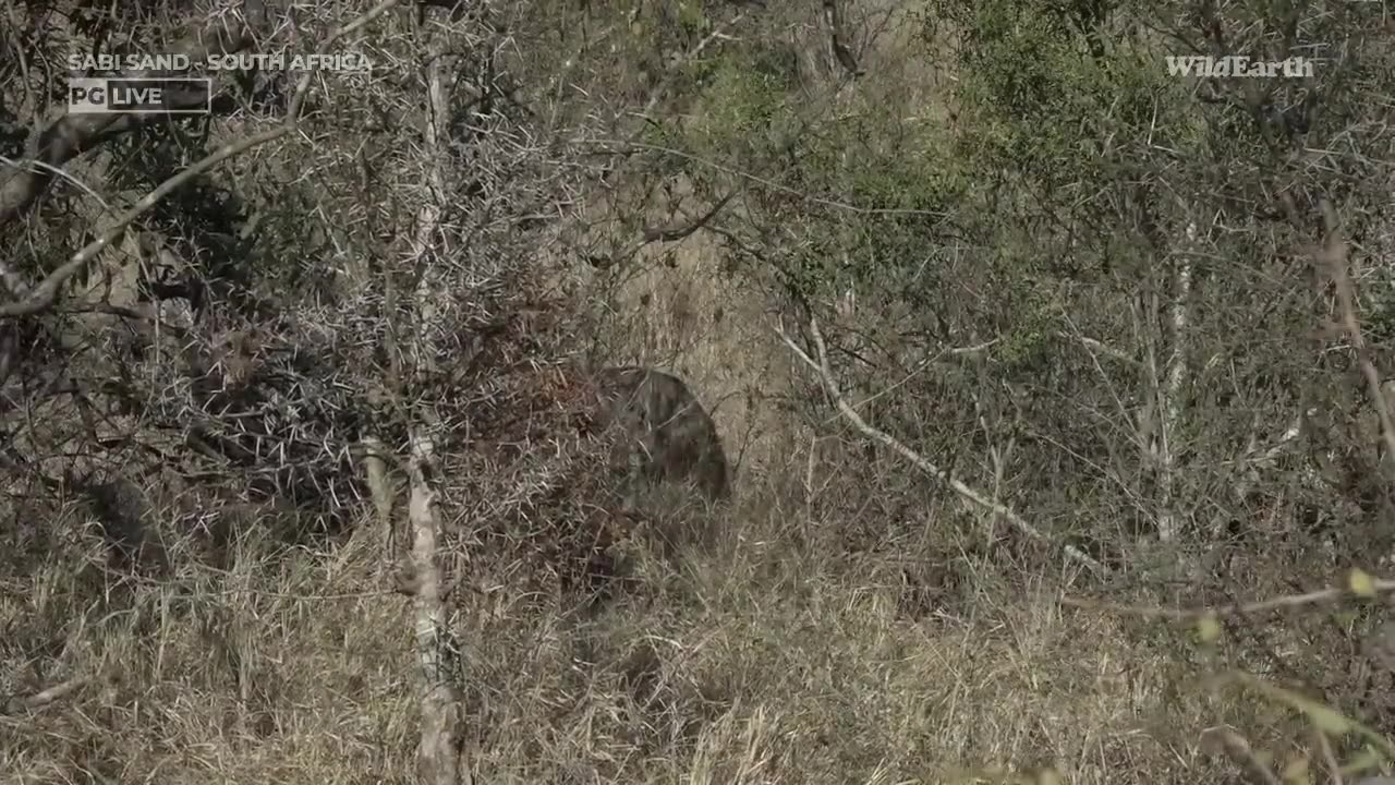 WildEarth - Nightfall Safari - 14 September 2023