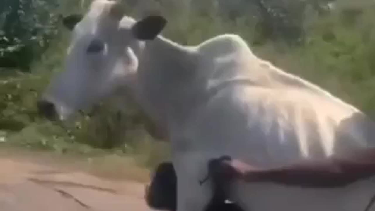 COW RIDING A MOTORCYCLE