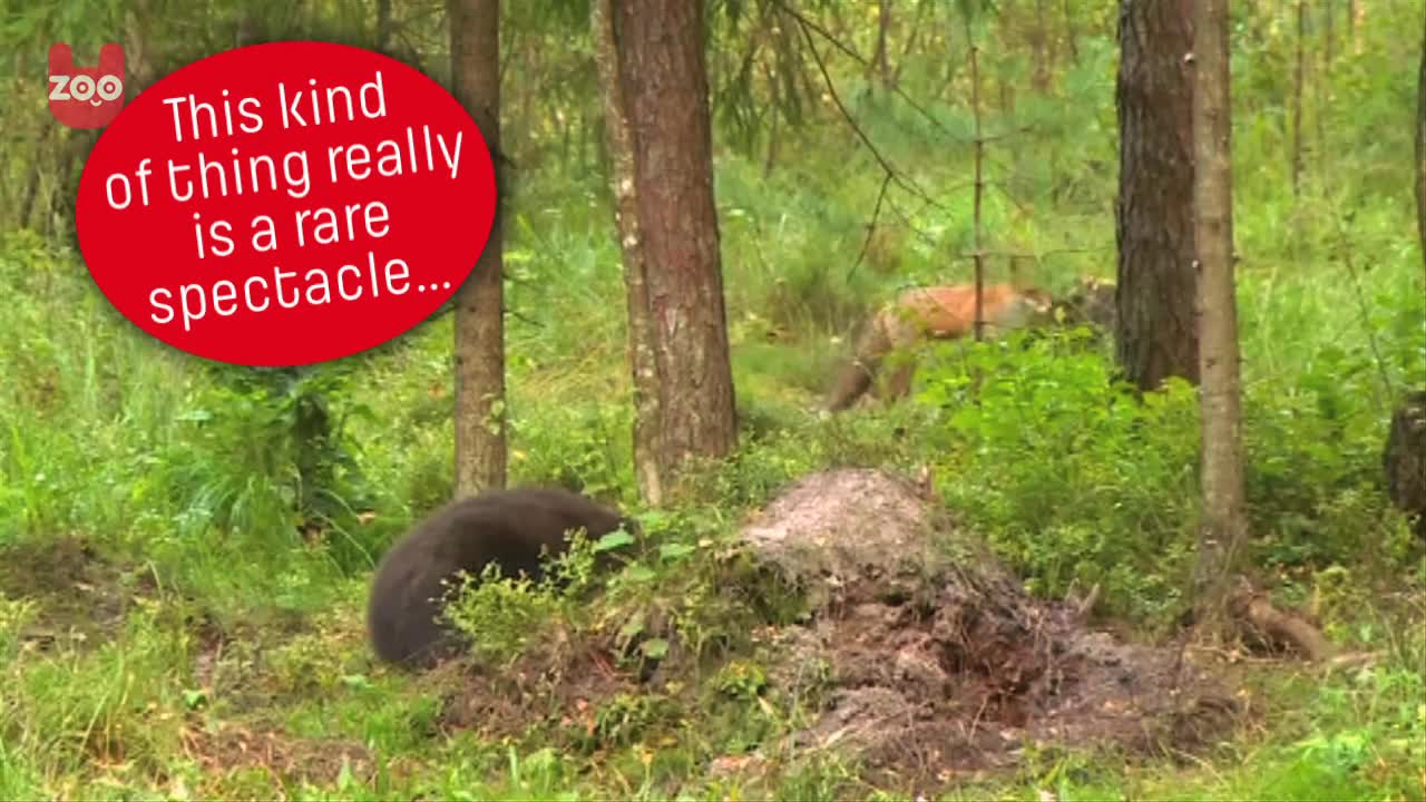 Watch Wild Brown Bears in Estonia