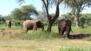 Elephants taking a mudbath