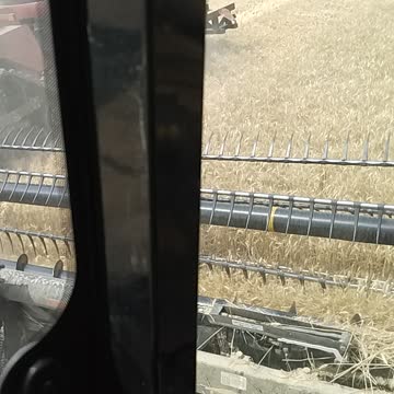 Idaho wheat combine harvester 3