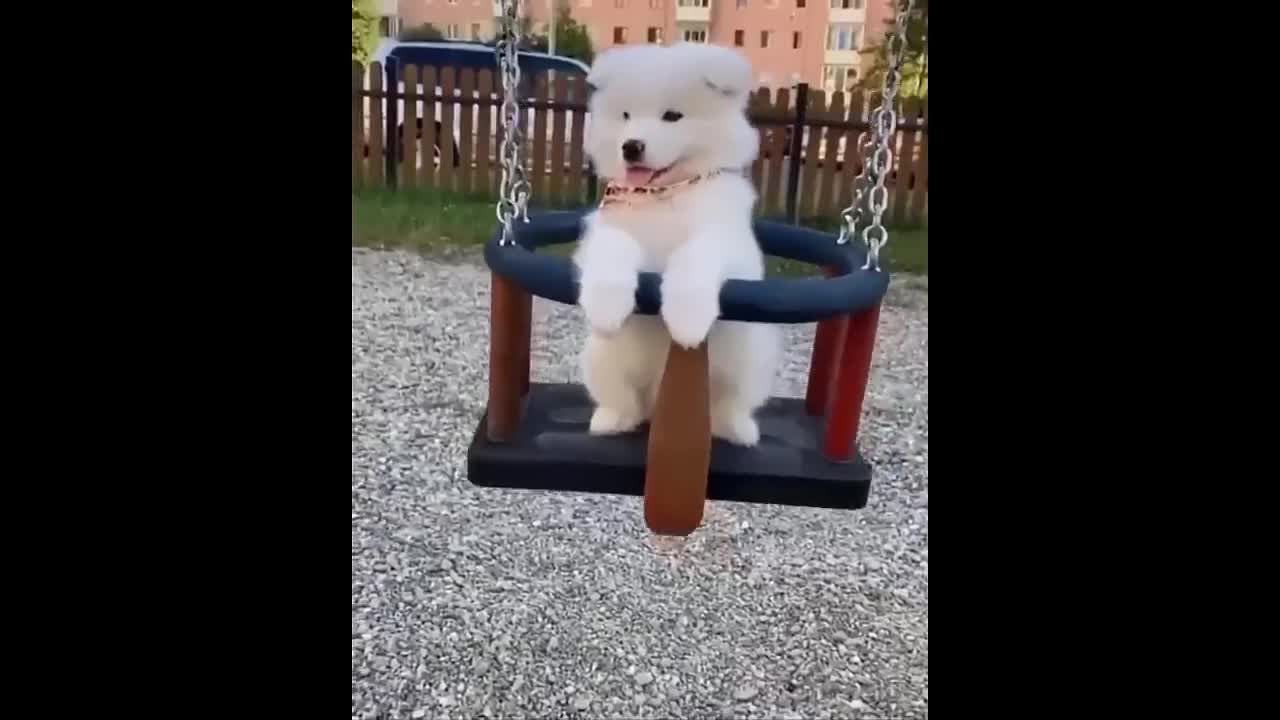 Awesome SO Cute Animal ! Funny Dog and Cat Videos to Keep You Smiling! 🐱🐶🐰🐭