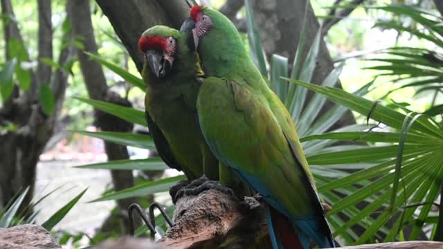 Military macaws just vibing