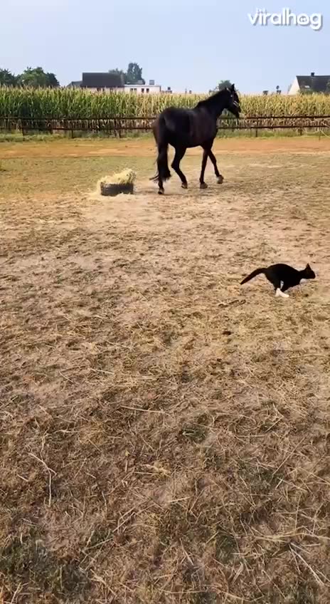 You little bugger you 🤣😂🤣