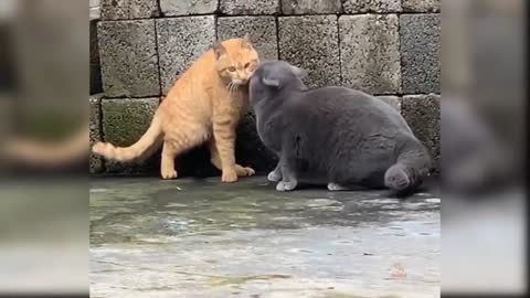 Funny cats😺 funny cats video 2021