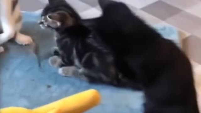 CUTE ANIMALS THAT WILL SHOCK YOU 😮