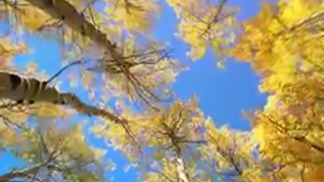 Nuture_relaxing_4k_Satetas_Nuture short_ _beautiful_super_shorts_video.